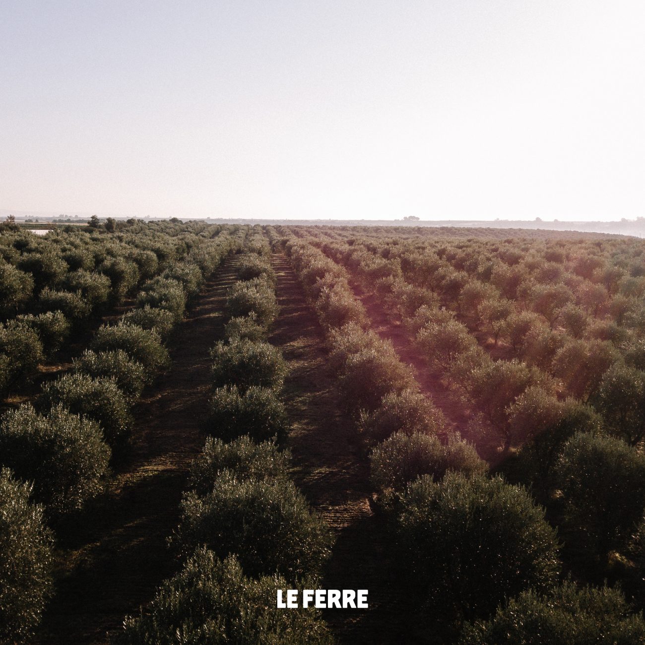 Le Ferre - uliveti