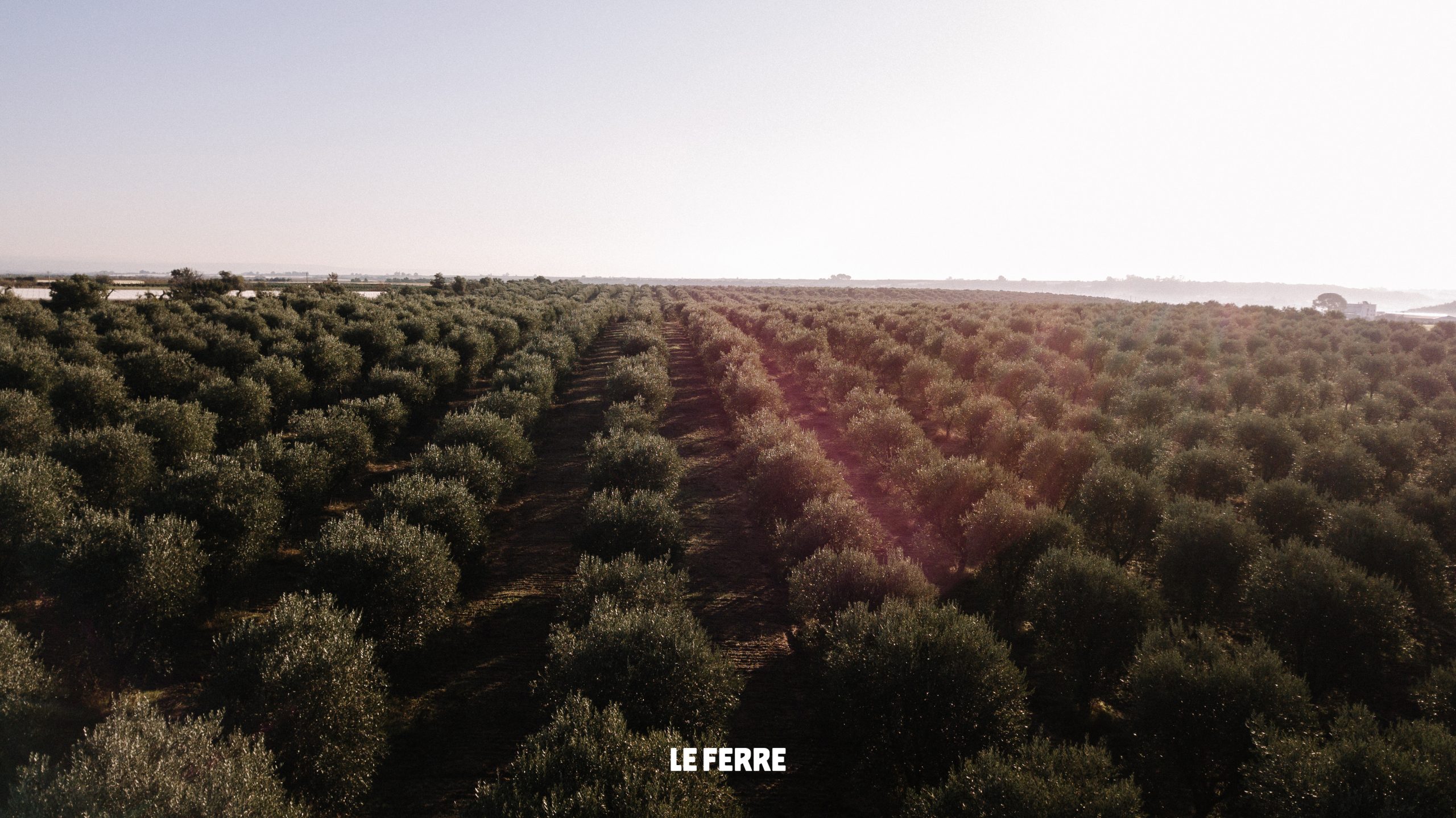 Le Ferre - uliveti